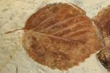 Two Fossil Leaves (Zizyphoides & Davidia) - Montana #199547-2
